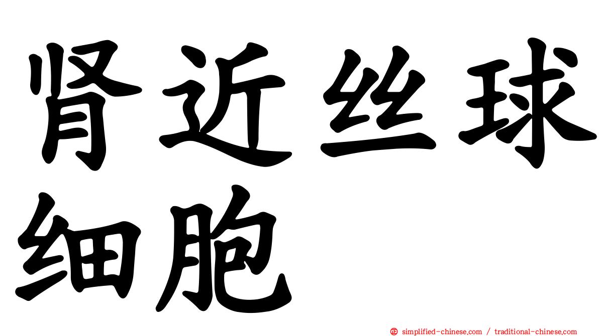 肾近丝球细胞