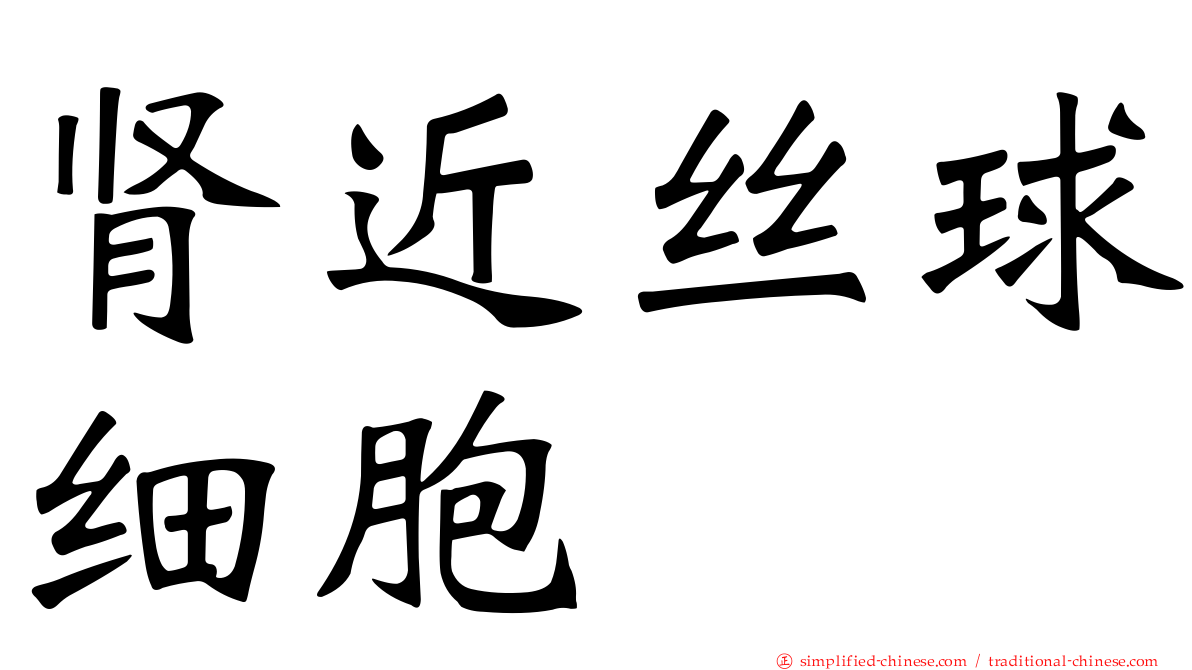 肾近丝球细胞