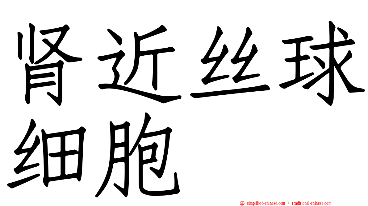 肾近丝球细胞