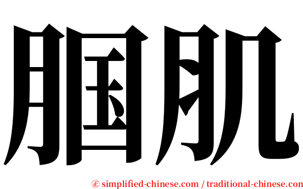 腘肌 serif font