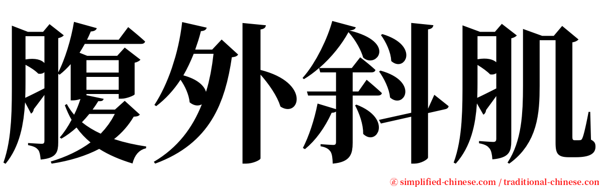 腹外斜肌 serif font