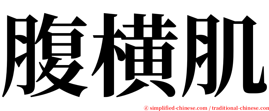 腹横肌 serif font