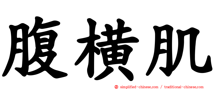 腹横肌