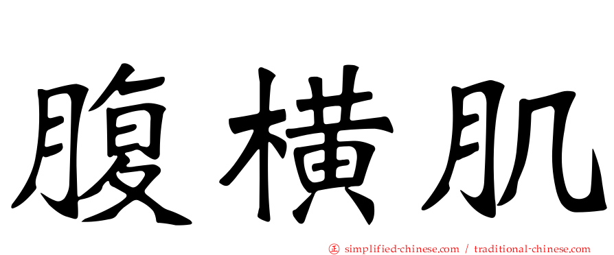 腹横肌