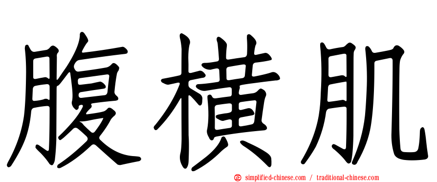 腹横肌