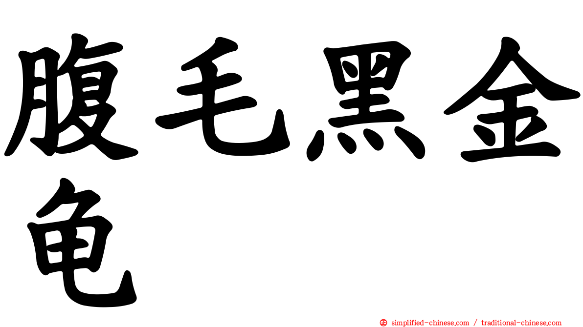 腹毛黑金龟