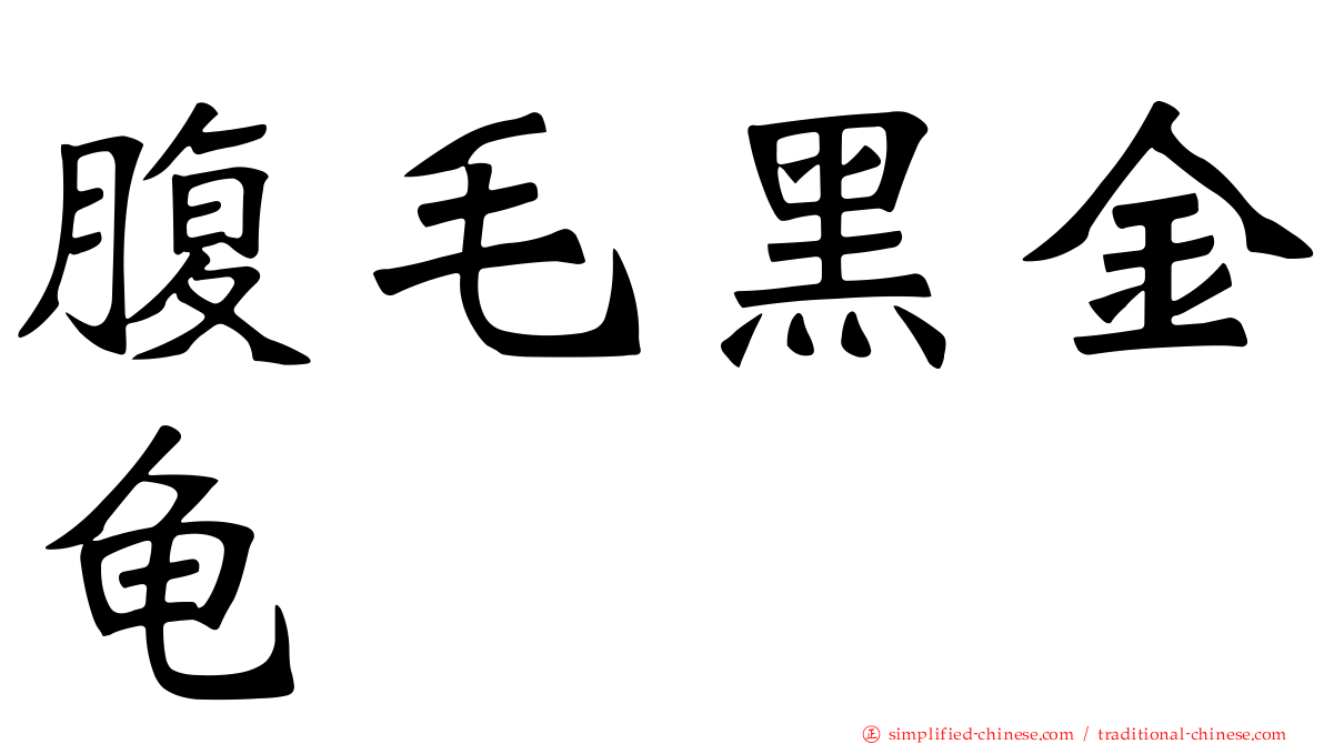 腹毛黑金龟