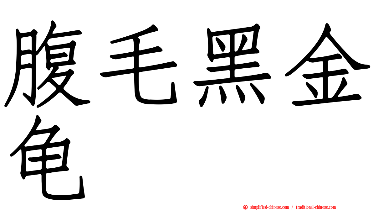 腹毛黑金龟
