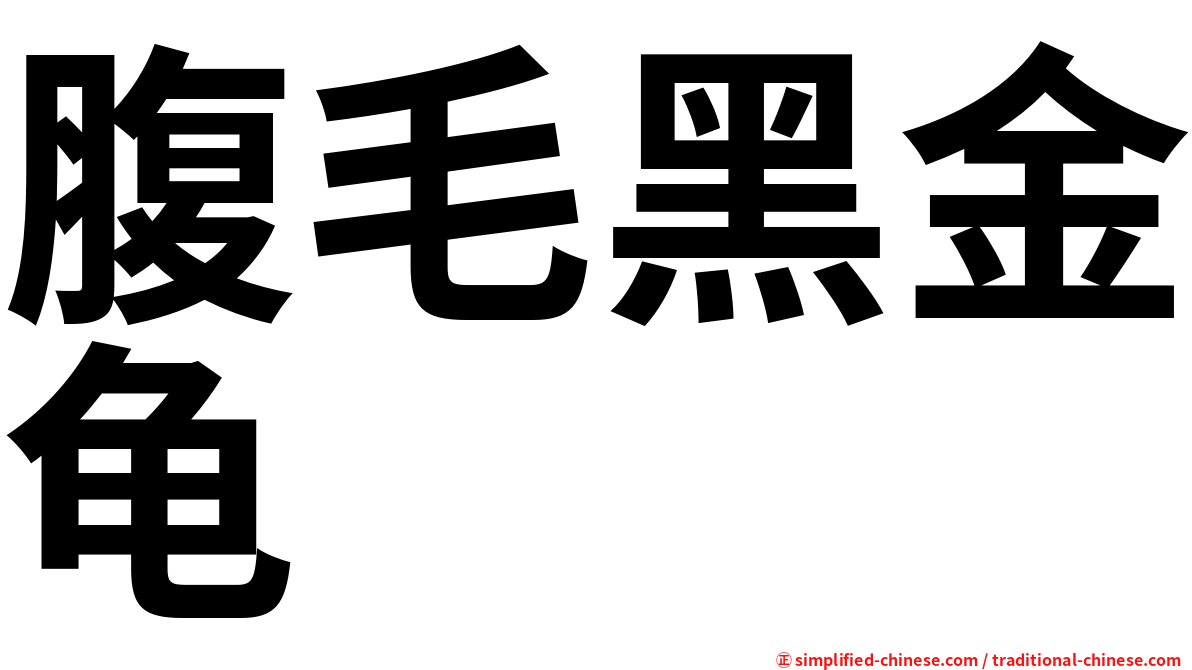 腹毛黑金龟