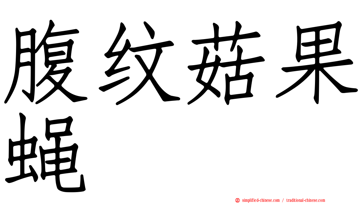 腹纹菇果蝇