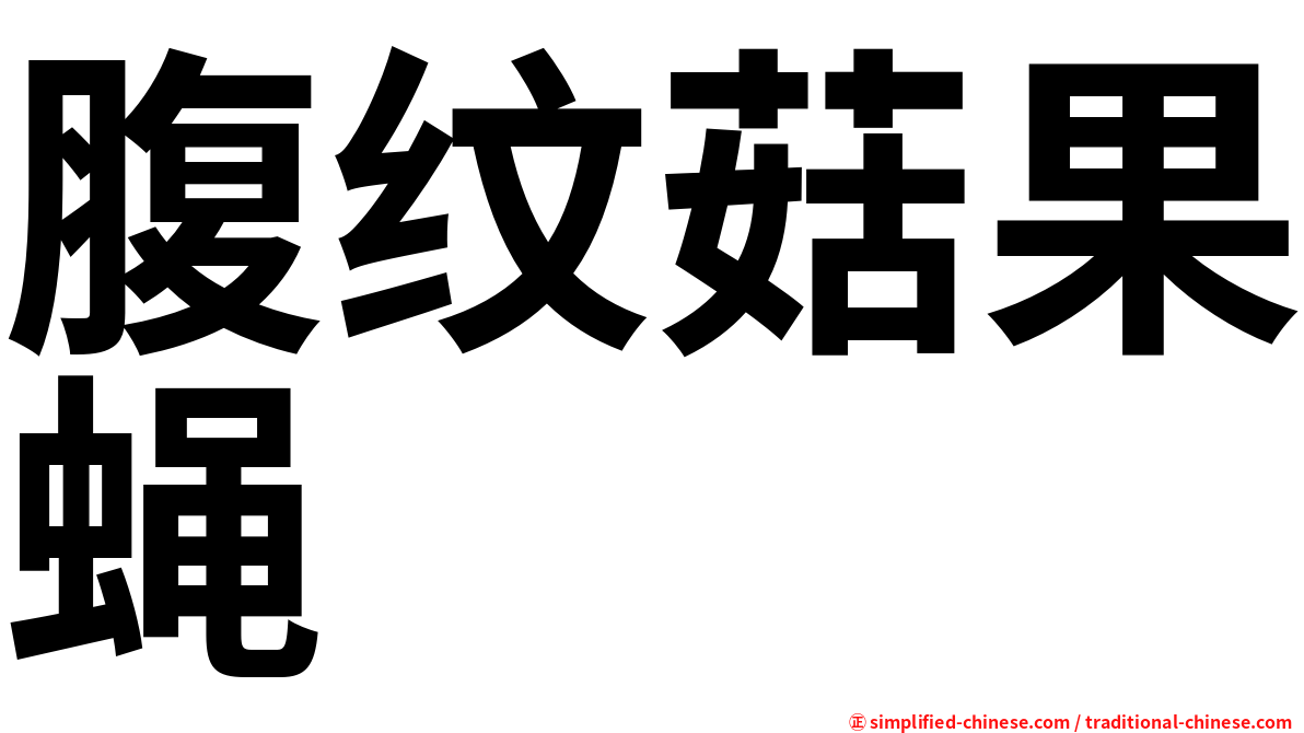 腹纹菇果蝇