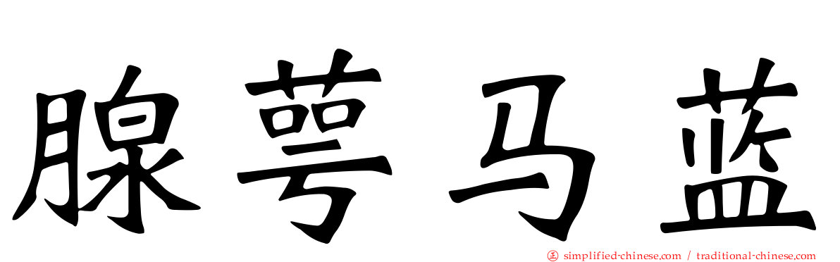 腺萼马蓝