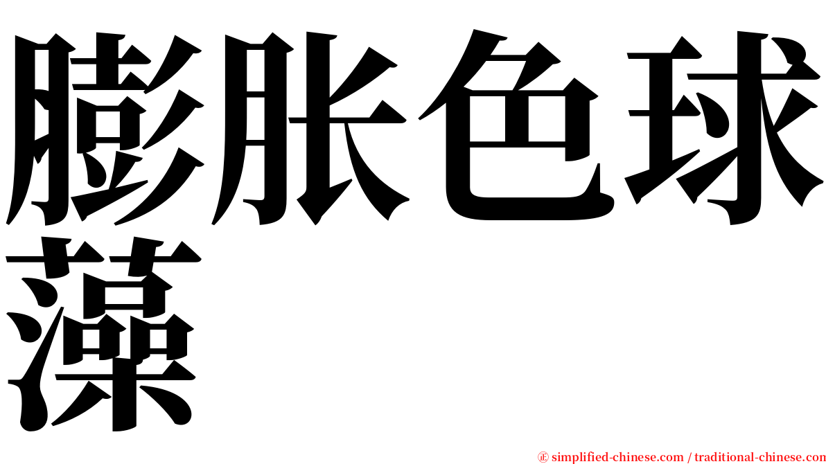 膨胀色球藻 serif font