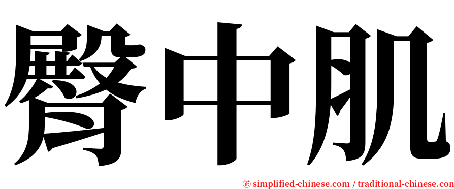 臀中肌 serif font