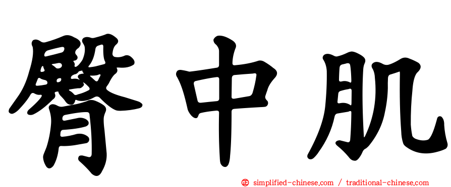臀中肌