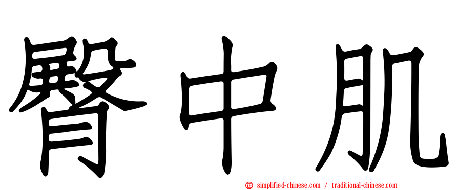 臀中肌