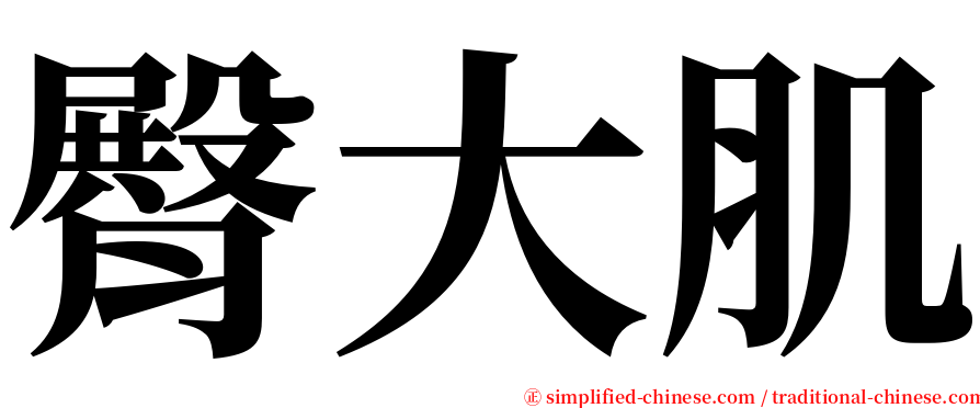 臀大肌 serif font