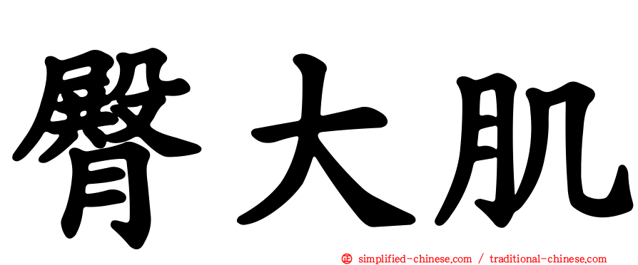 臀大肌