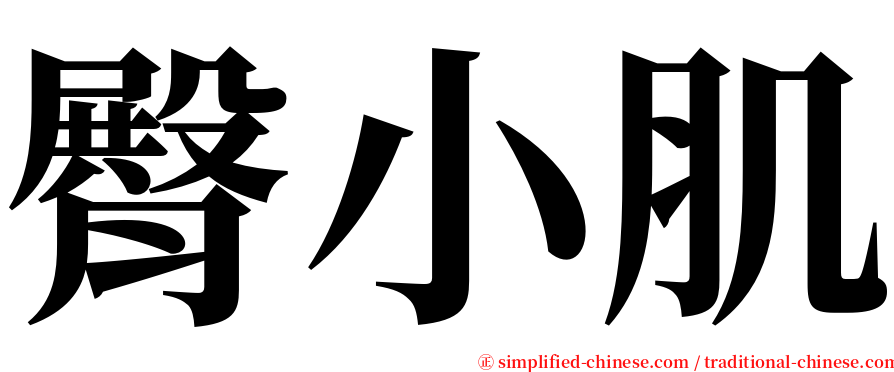 臀小肌 serif font