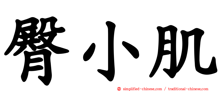 臀小肌