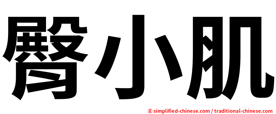 臀小肌