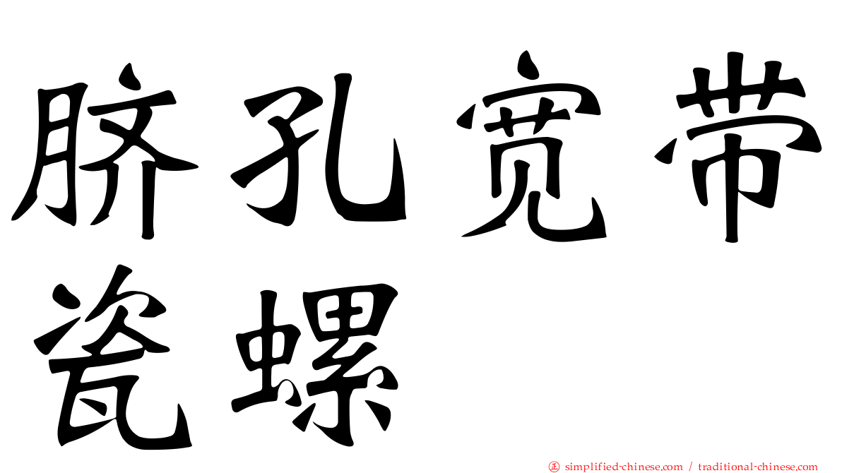 脐孔宽带瓷螺