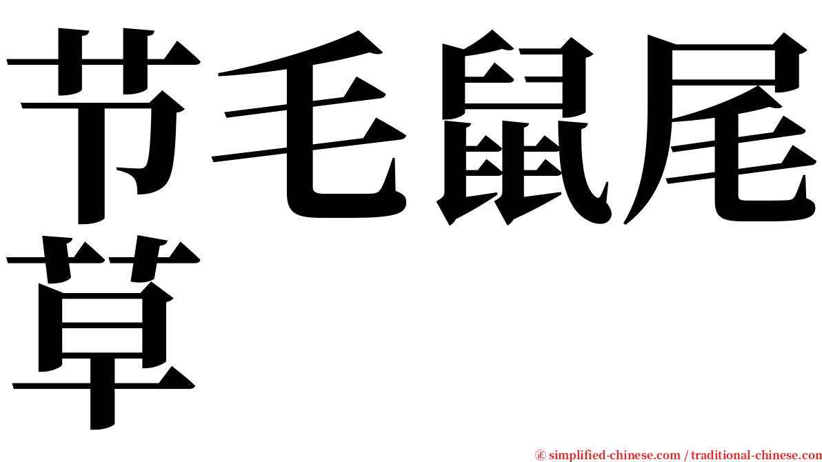 节毛鼠尾草 serif font