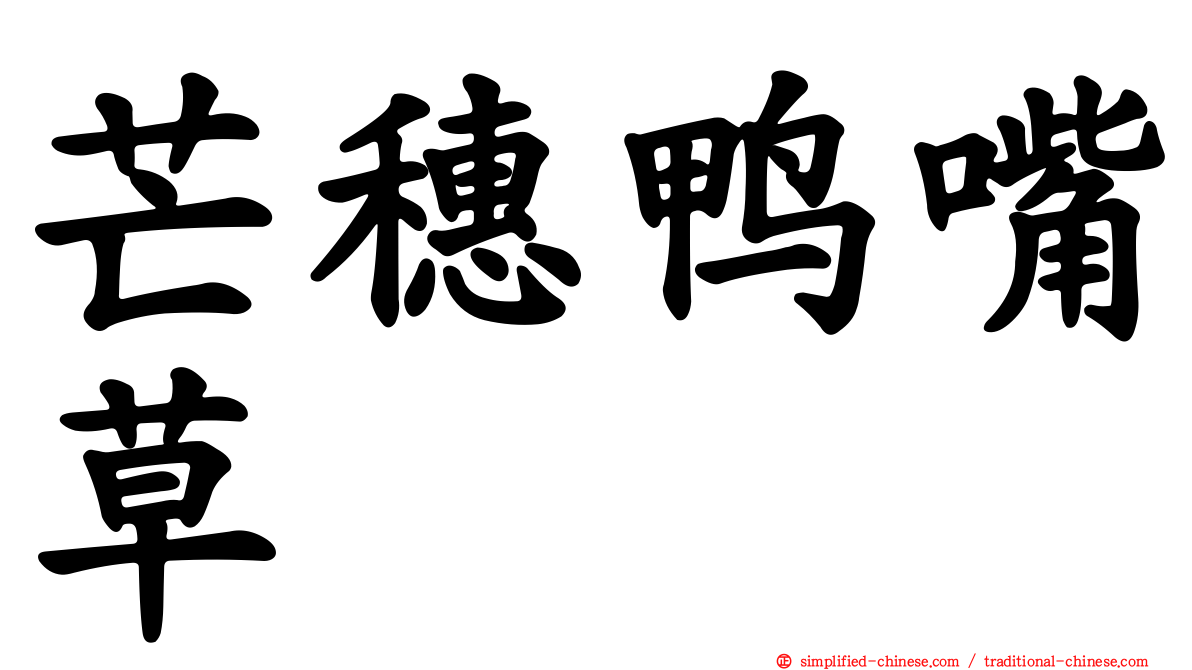 芒穗鸭嘴草