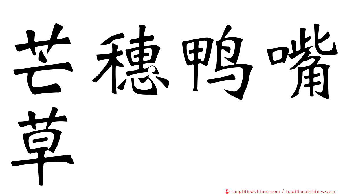 芒穗鸭嘴草