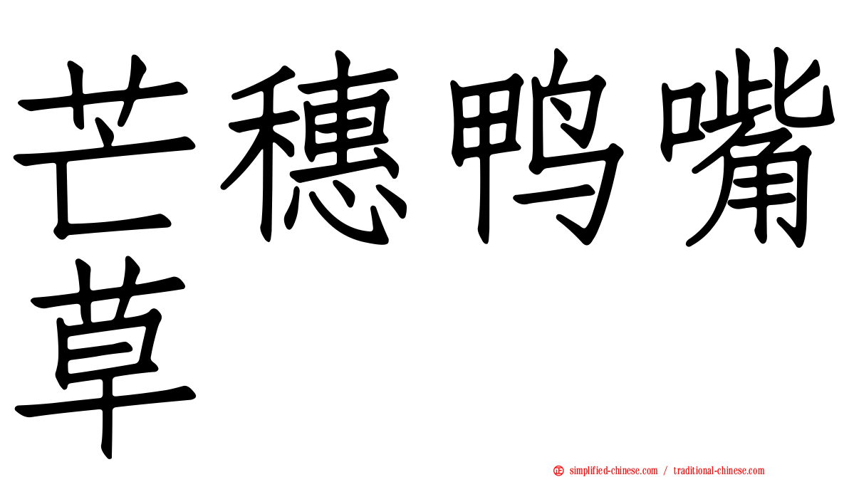 芒穗鸭嘴草