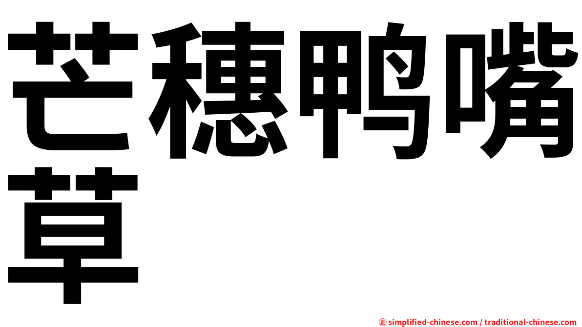 芒穗鸭嘴草
