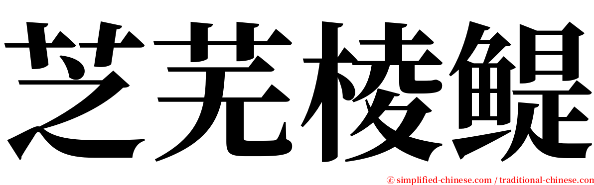 芝芜棱鳀 serif font