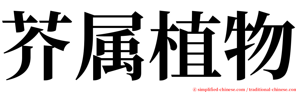 芥属植物 serif font