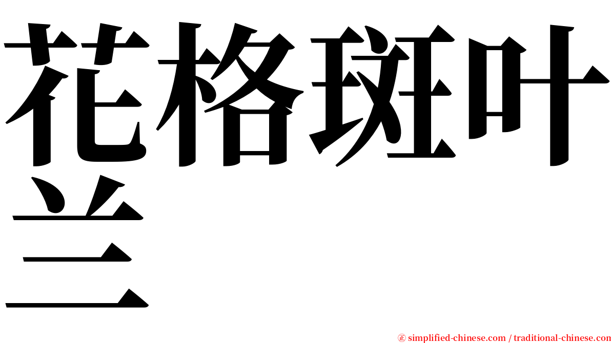 花格斑叶兰 serif font