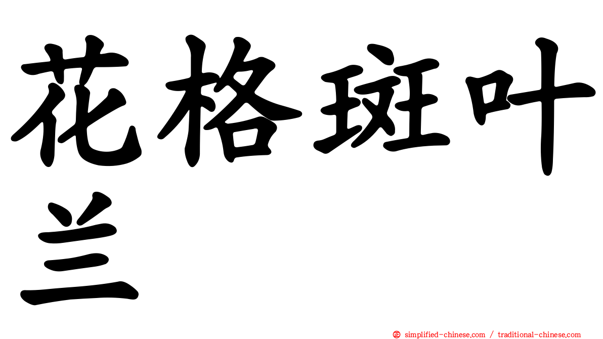 花格斑叶兰