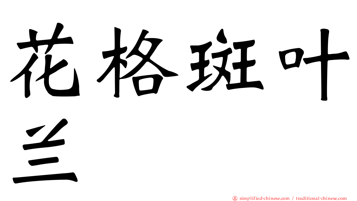 花格斑叶兰