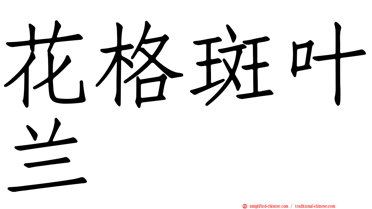 花格斑叶兰