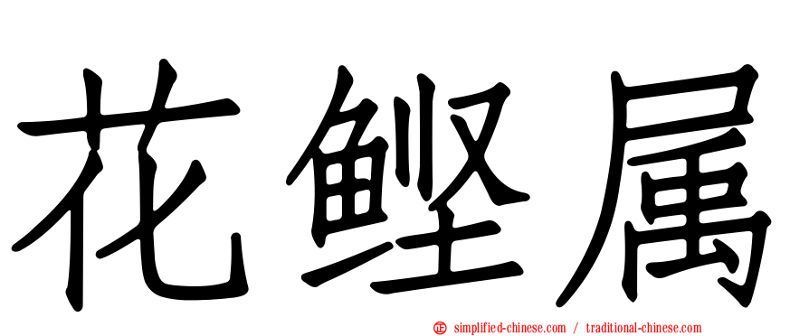 花鲣属