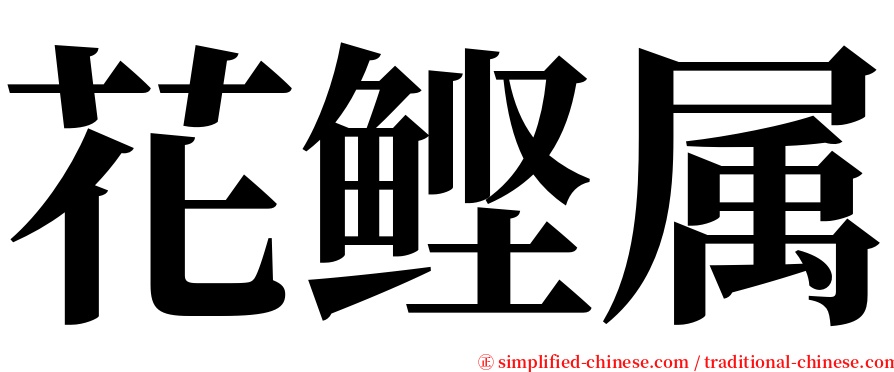 花鲣属 serif font