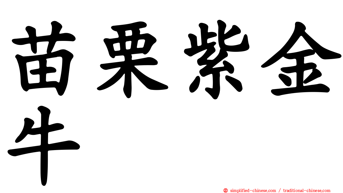 苗栗紫金牛