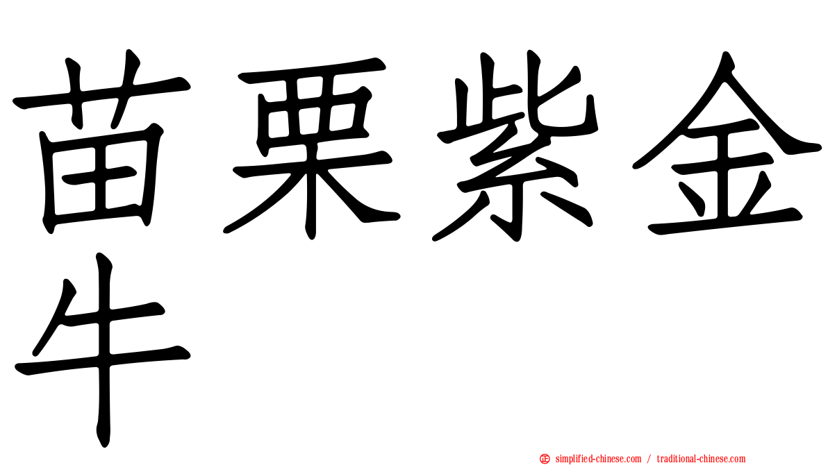 苗栗紫金牛
