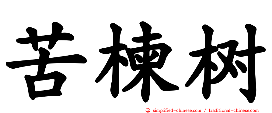 苦楝树