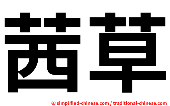 茜草