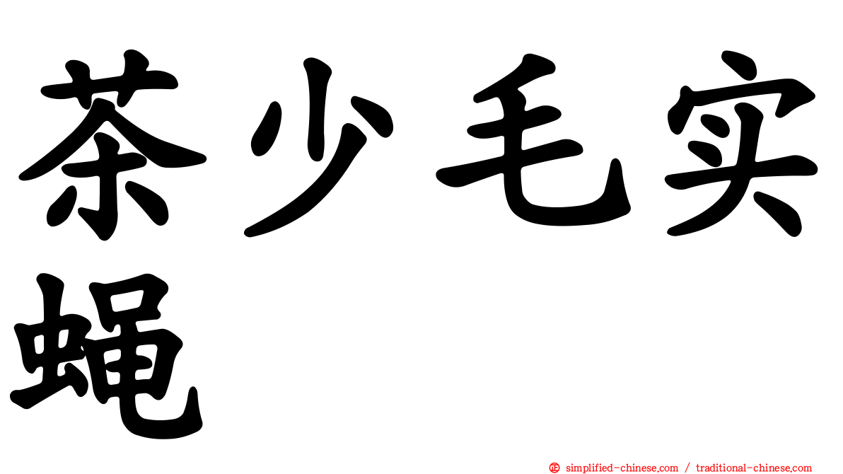 茶少毛实蝇