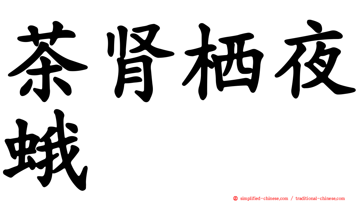 茶肾栖夜蛾