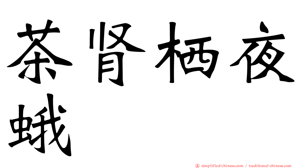 茶肾栖夜蛾