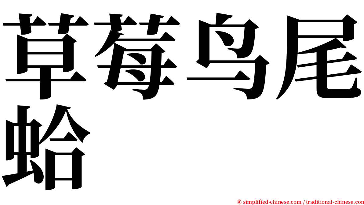 草莓鸟尾蛤 serif font