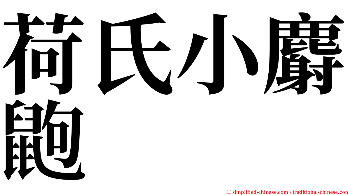 荷氏小麝鼩 serif font