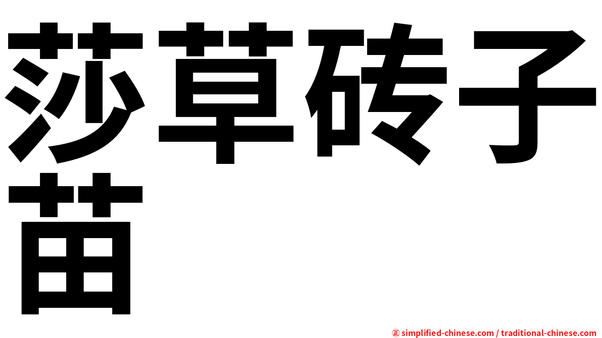 莎草砖子苗