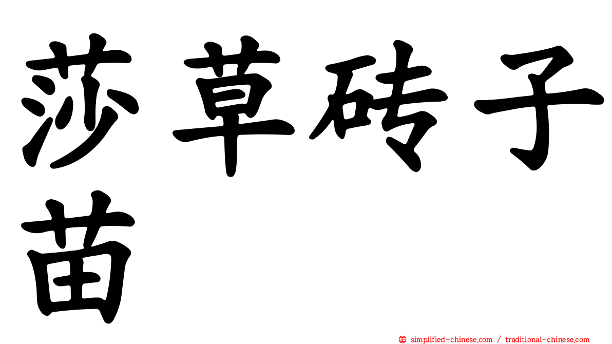 莎草砖子苗